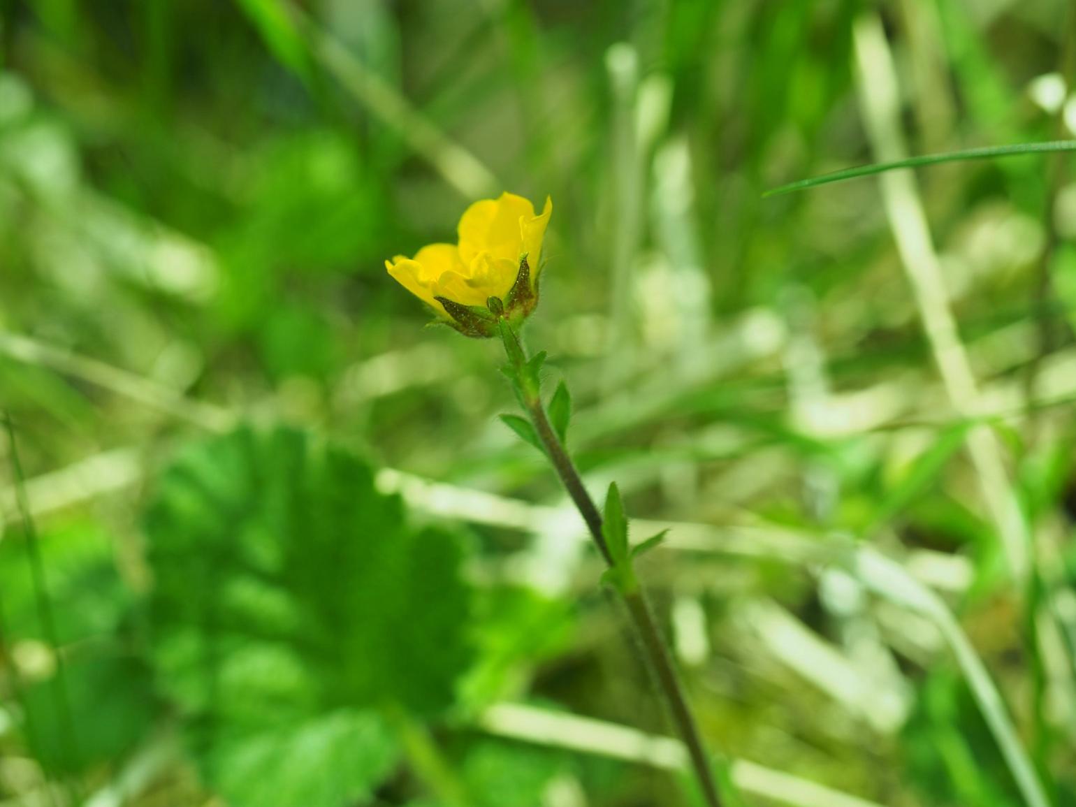 Avens, (sylvaticum)